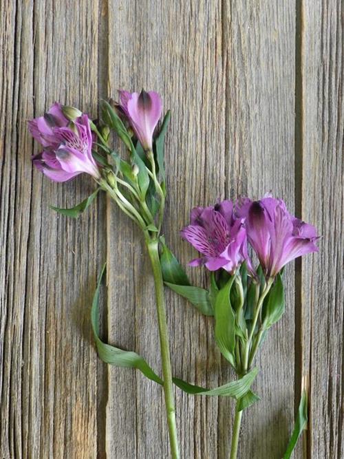 PALERMO PURPLE ALSTROEMERIA